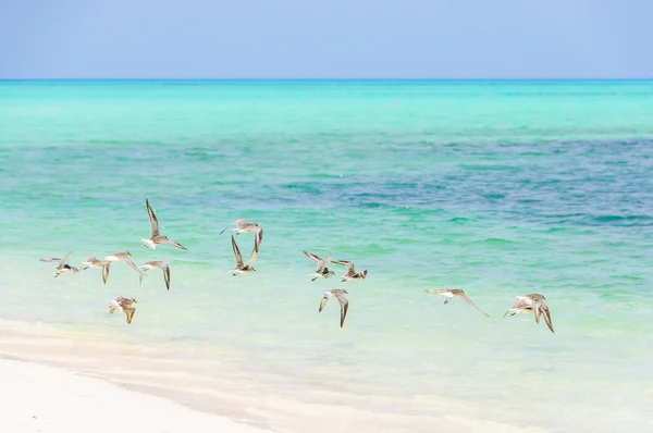 Cayo Levisa Adası Küba'da uçan kuşlar