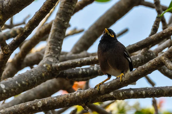 Pájaro típico de Fiji en la isla de Mana, Fiji — Foto de Stock