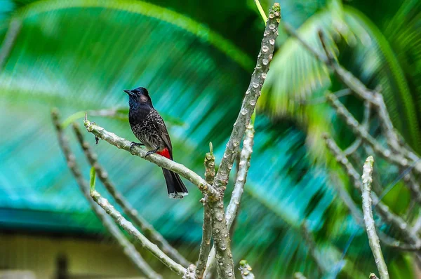 Vogel auf Kopfgeldinsel in Fidschi — Stockfoto