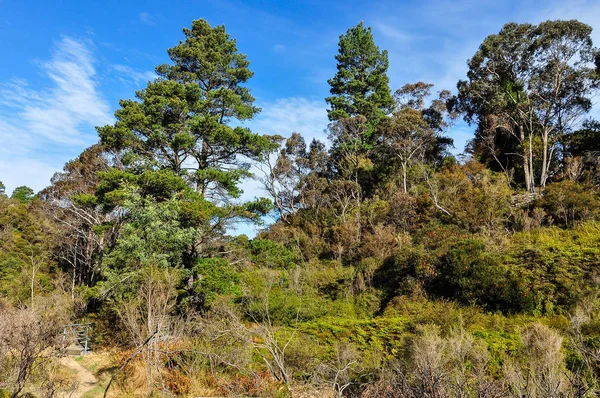 Wald in der Nähe von Wentworth Falls, Australien — Stockfoto