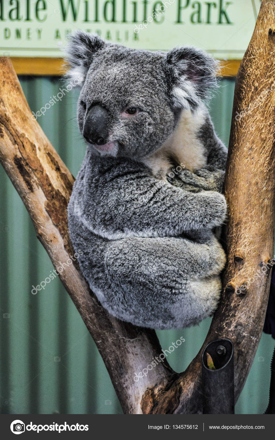 Watching Koala In Featherdale Wildlife Park Australia Stock Photo By C Kovgabor79 Watching Koala In Featherdale Wildlife Park Australia Stock Photo By C Kovgabor79