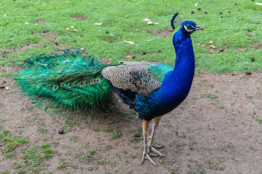 Görkemli tavuskuşu Featherdale Wildlife Park, Avustralya