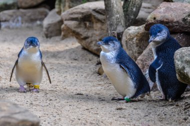 Mavi penguenleri Featherdale Wildlife Park, Avustralya