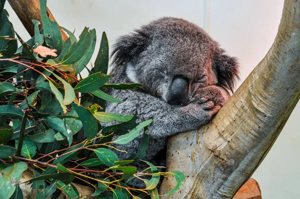 Uyuyan koala Featherdale Wildlife Park, Avustralya