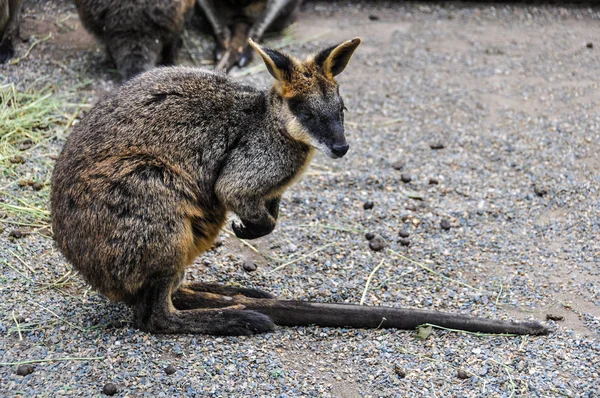 Lonely kangaroo in Featherdale Wildlife Park, Australia — Stock Photo, Image