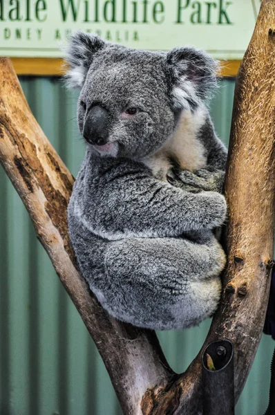 Guardare koala a Featherdale Wildlife Park, Australia — Foto Stock