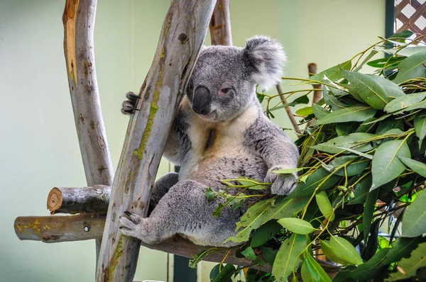 Наблюдение за коалой в парке дикой природы Фитердейл, Австралия — стоковое фото