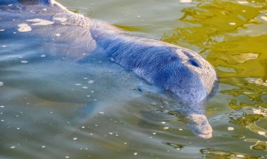 Haliç yunusu Tin Can Bay, Avustralya