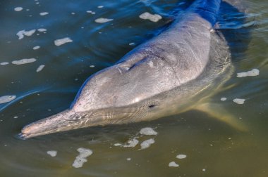 Haliç yunusu Tin Can Bay, Avustralya