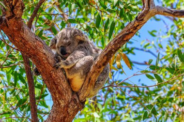 Uykulu koala Magnetic Island, Avustralya