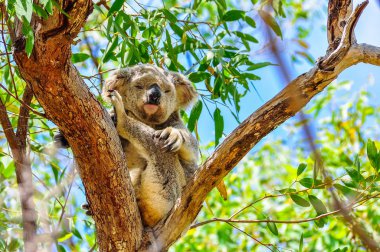 Uykulu koala Magnetic Island, Avustralya