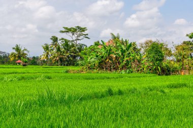 Bali Ubud pirinç tarlaları