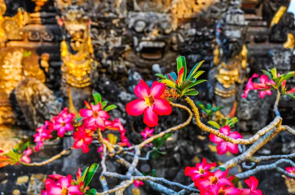 Pink flowers in Saraswati Temple in Ubud, Bali — Stock Photo, Image