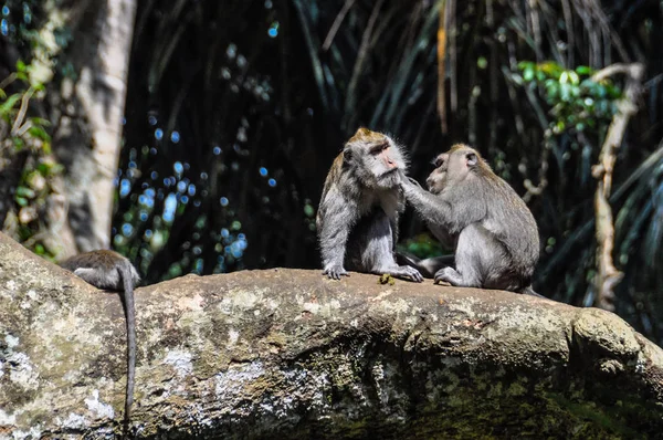 Balijski makaków w Monkey Forest Ubud Bali — Zdjęcie stockowe