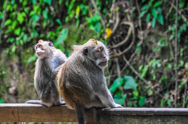 Balijski makaków w Monkey Forest Ubud Bali — Zdjęcie stockowe