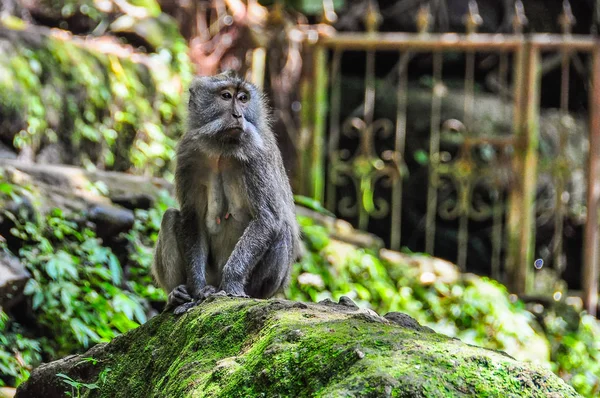 Makak Balijski w Monkey Forest Ubud Bali — Zdjęcie stockowe