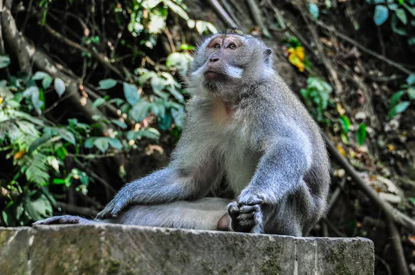 Makak Balijski w Monkey Forest Ubud Bali — Zdjęcie stockowe