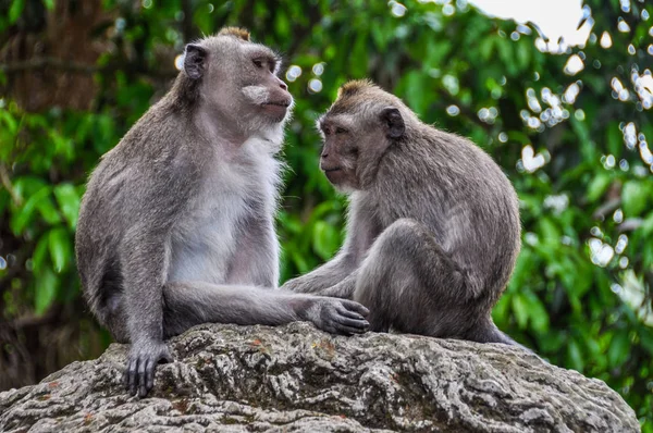 Balijski makaków w Monkey Forest Ubud Bali — Zdjęcie stockowe