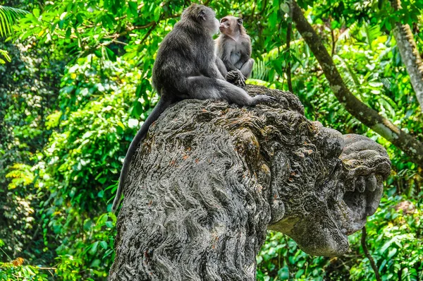 Makak w hinduistycznej świątyni w Monkey Forest Ubud Bali — Zdjęcie stockowe