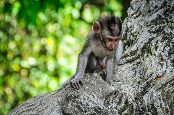 Makak dziecko w Monkey Forest Ubud Bali — Zdjęcie stockowe