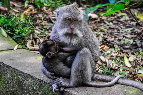 Makak karmienie dziecka w Monkey Forest Ubud Bali — Zdjęcie stockowe