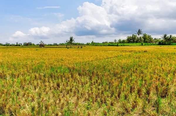 Rice fields in Ubud, Bali Royalty Free Stock Photos