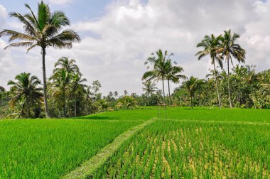 Gunung Kawi, Bali, Endonezya pirinç terasları