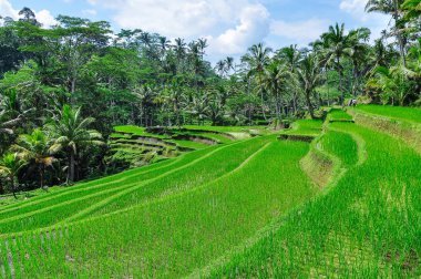 Gunung Kawi, Bali, Endonezya pirinç terasları