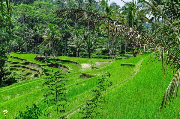 Tarasy ryżowe w Gunung Kawi, Bali, Indonezja — Zdjęcie stockowe