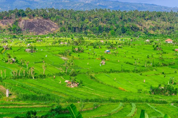 Campos de arroz cerca de Tirtagangga en Bali, Indonesia —  Fotos de Stock