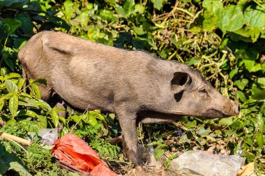 Muang Sing, Laos yakınındaki çöpte domuz