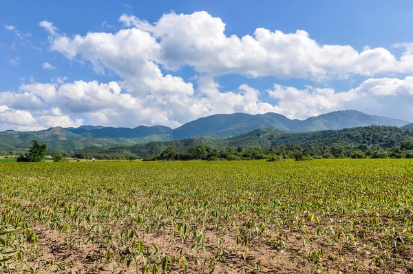 Campo de arroz en el campo cerca de Muang Sing, Laos —  Fotos de Stock