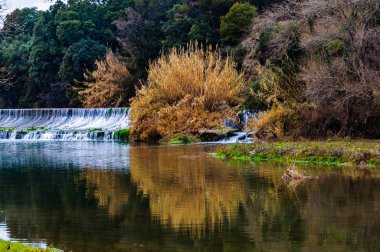 Ağaç yansıması bir baraj, Vilert, İspanya