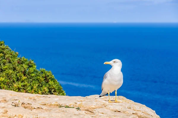 Seagull in a cliff in Formentera, Spain — Stock Photo, Image