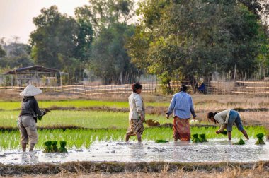 Don Kong, 4000 Adaları, Laos pirinç alanında yerel insan