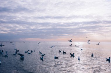 Gün batımında denize. Martılar ve suyun.