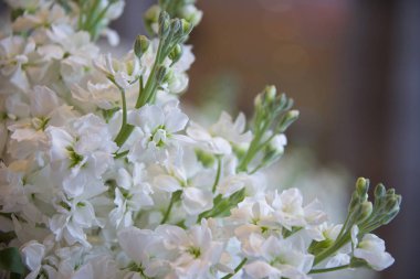 Tayland Yasemin çiçeği demet 