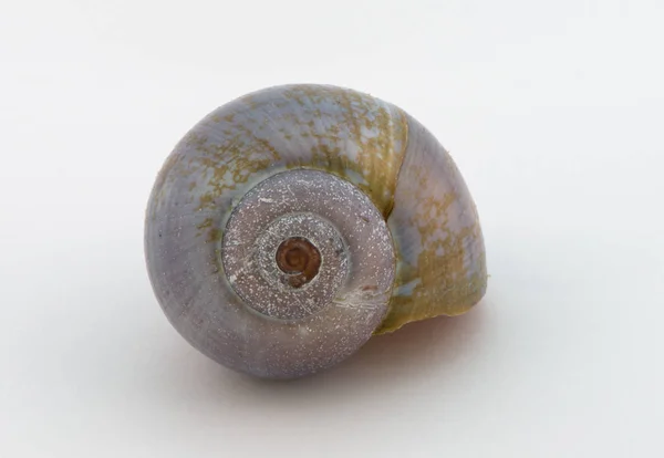 Snail Empty Shell Isolated — Stock Photo, Image