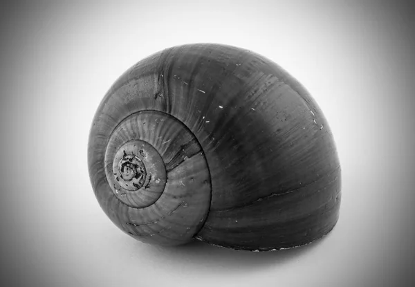 Czarno-biały domek ślimaka — Zdjęcie stockowe
