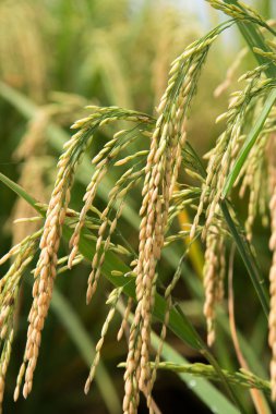 Taze pirinç tarlası hasat etmeye hazır.