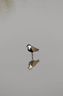 mahmuz kanatlı kız kuşu 