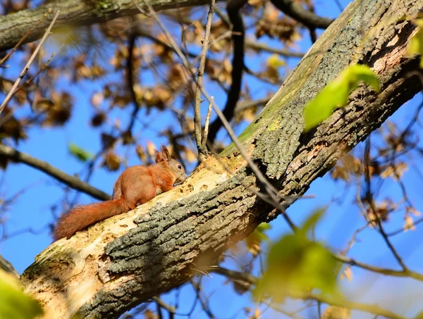 Squirrel on the tree Royalty Free Stock Photos