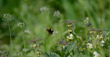 Bumblebee çiçekler pollinates