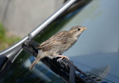 bir serçenin ilk uçuş