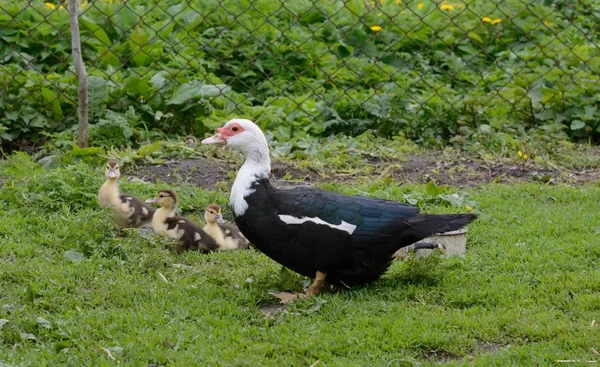 Pato mudo com ninhada — Fotografia de Stock