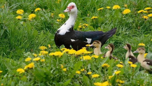 Pato mudo con cría — Foto de Stock
