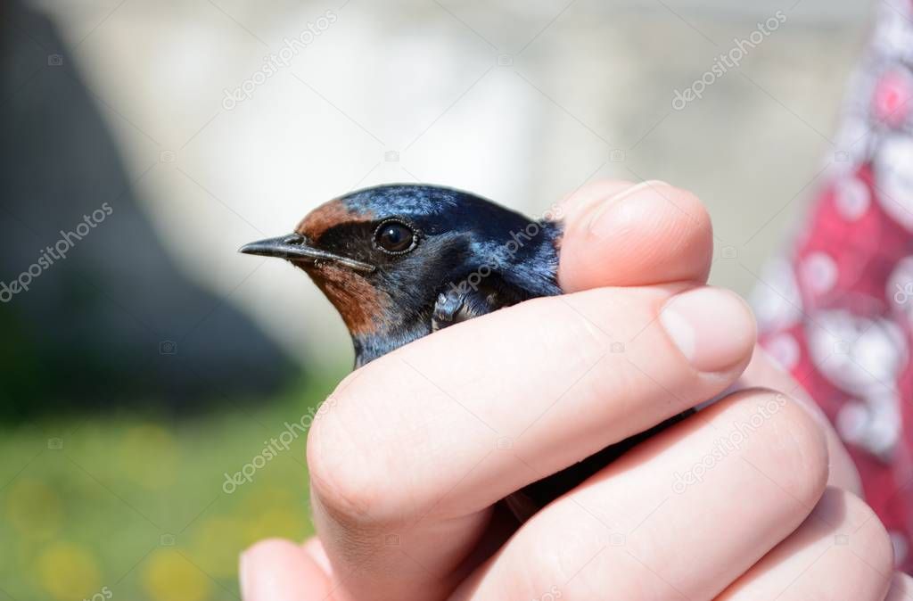 Swallow in the hands of man