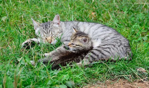 Gato com um gatinho na grama — Fotografia de Stock