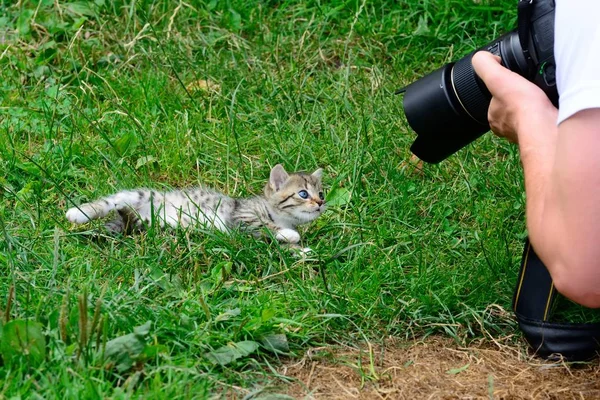 写真写りの子猫 — ストック写真