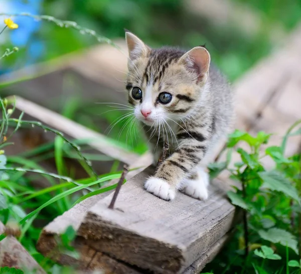Kitten is on the hunt — Stock Photo, Image